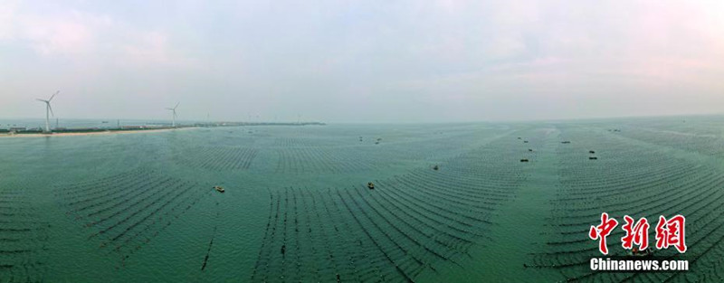 Rongcheng en Shandong: finaliza la "plantación de plántulas de arroz" en las granjas marinas