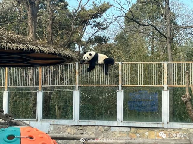 Un panda gigante se escapa de la zona acotada en el zoológico de Beijing