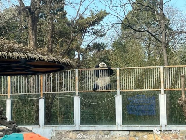 Un panda gigante se escapa de la zona acotada en el zoológico de Beijing