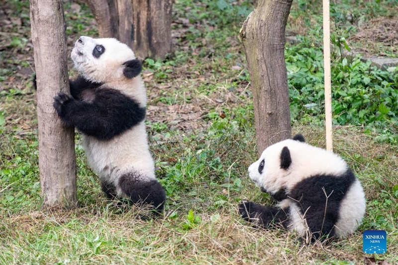 El zoológico de Chongqing celebra la ceremonia de nombramiento de los pandas gigantes gemelos