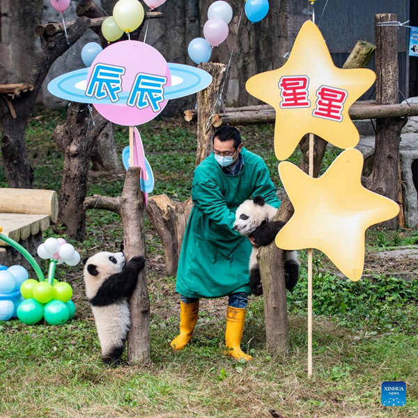 El zoológico de Chongqing celebra la ceremonia de nombramiento de los pandas gigantes gemelos