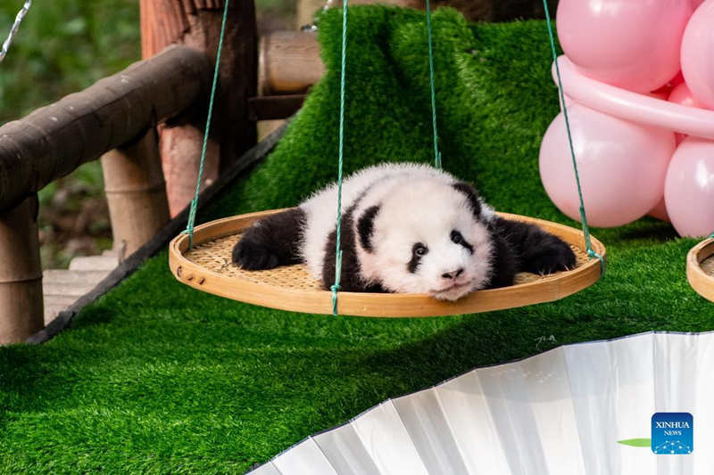 El zoológico de Chongqing celebra la ceremonia de nombramiento de los pandas gigantes gemelos