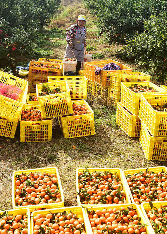 Agricultores cosechan la naranja dulce en Hunan