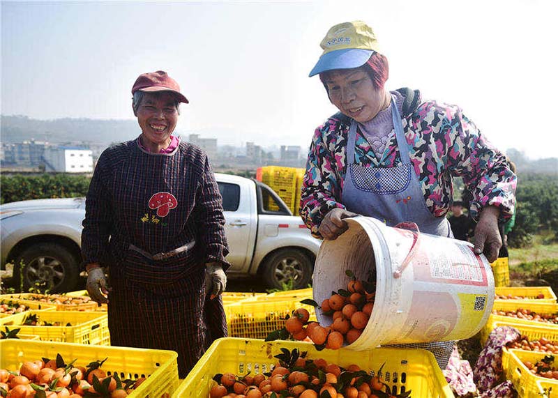 Agricultores cosechan la naranja dulce en Hunan