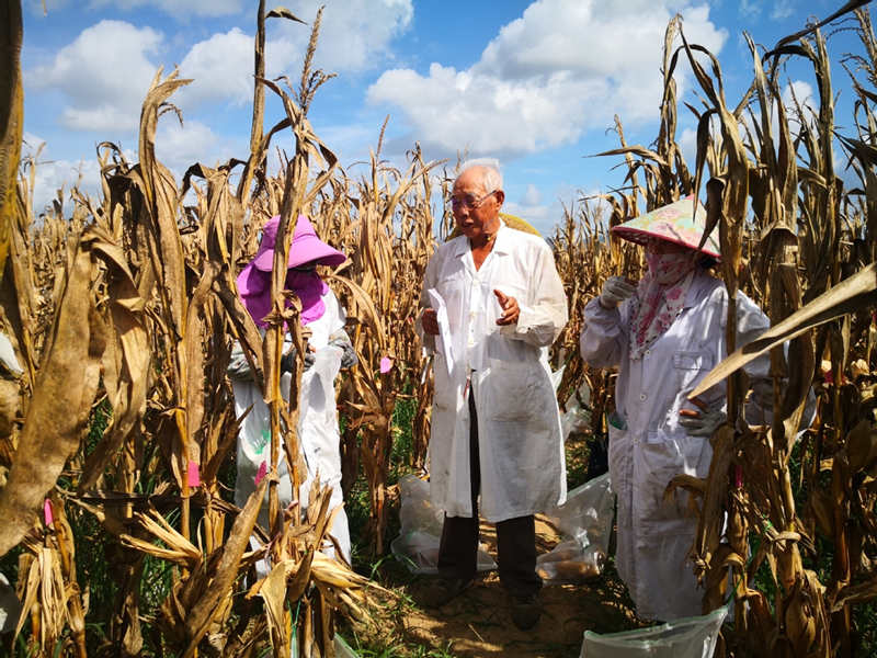 Una vida entera investigando el maíz cosecha recompensas a nivel nacional
