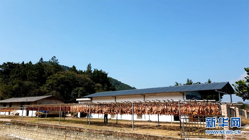 En vísperas del Festival de la Primavera, muchos aldeanos en Lutian, Guangzhou, están muy ocupados secando al sol todo tipo de alimentos curados en el frente o detrás de sus casas. (Foto: Hu Donghe)