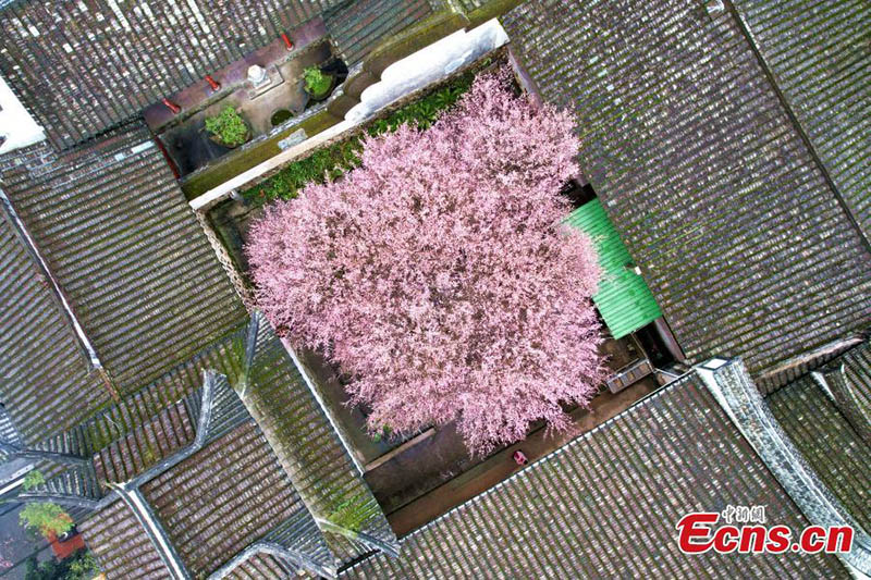 Ciruelos florecen en un antiguo templo de Fuzhou