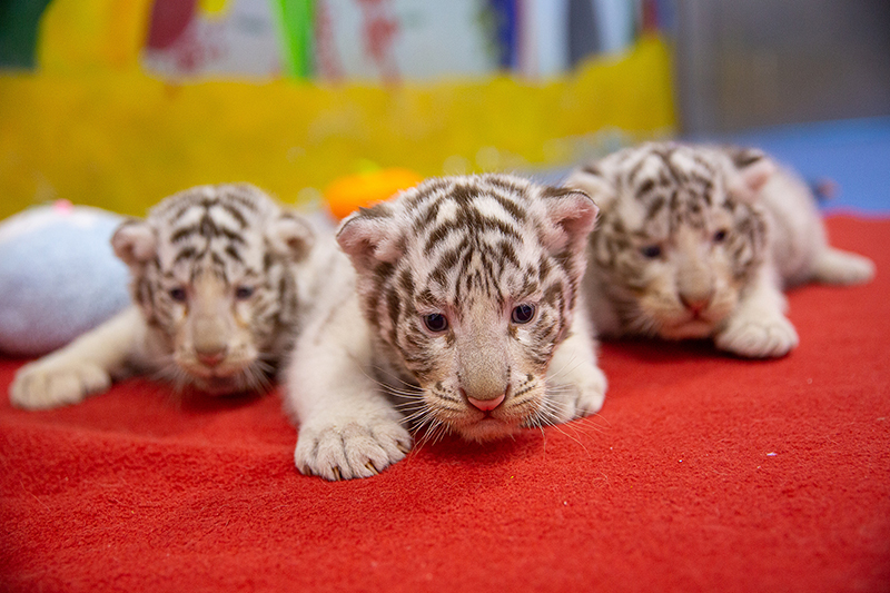 Tres crías de tigre ofrecen un ambiente festivo al Año Nuevo Chino del tigre