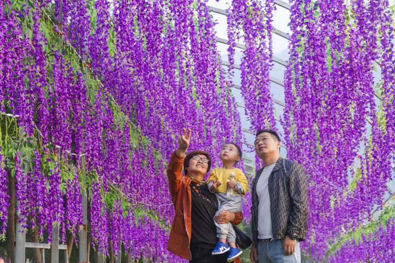 El 29 de septiembre de 2021, los turistas disfrutan de las flores en un parque ecológico en la aldea Xiaoyitong del distrito Yanhu, ciudad de Yuncheng, provincia de Shanxi. Jiang Hua/Pueblo en Línea