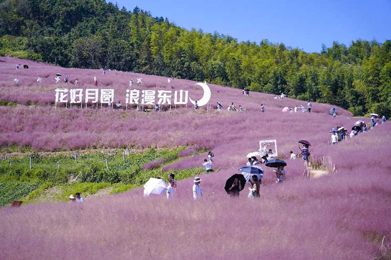 El 26 de septiembre de 2021, los turistas toman fotografías en un mar de flores rosadas en la montaña Yuegong, pueblo de Dongshan en Tangxi, ciudad de Ningbo, provincia de Zhejiang. Zheng Kaixia/Pueblo en Línea