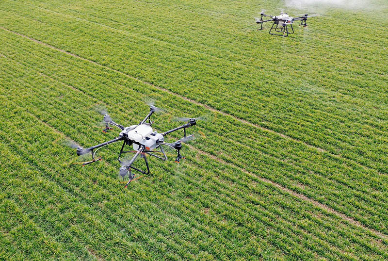 Drones rocían herbicidas en una novedosa granja automatizada e inteligente de Zhaoqiao, Bozhou, provincia de Anhui, 11 de febrero del 2022. [Foto: Xinhua]