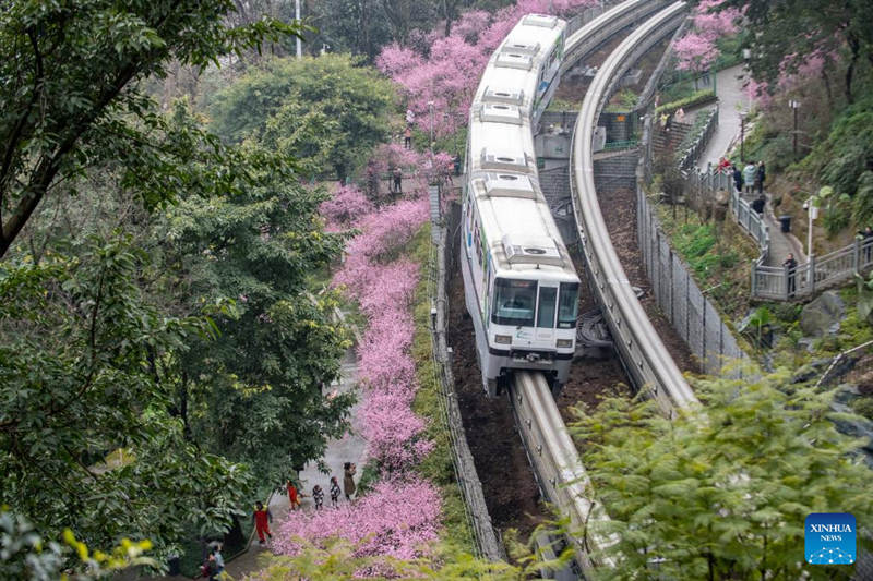 Florecen los árboles a lo largo de la famosa estación de tren Liziba de Chongqing