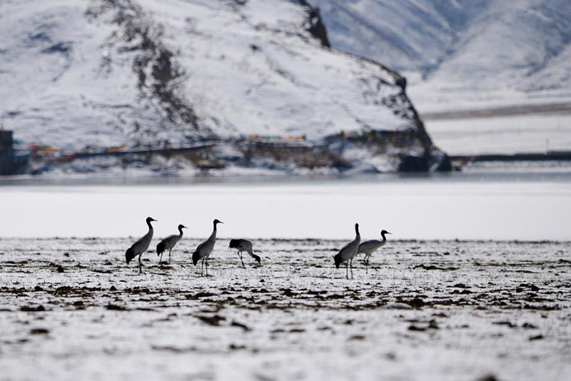 Cada año, miles de grullas de cuello negro pasan el invierno en el condado Lhundrub , región autónoma del Tíbet. [Foto: Jiang Feibo/China Daily]