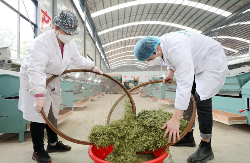 Comienza la cosecha de té de primavera en Guangxi