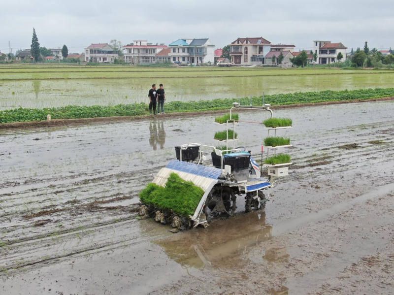El 2 de julio de 2021, en el distrito Tongzhou de Nantong, provincia de Jiangsu, apareció en el campo una trasplantadora de arroz no tripulada equipada con el sistema de conducción y navegación Beidou. Xu Congjun/Pueblo en Línea