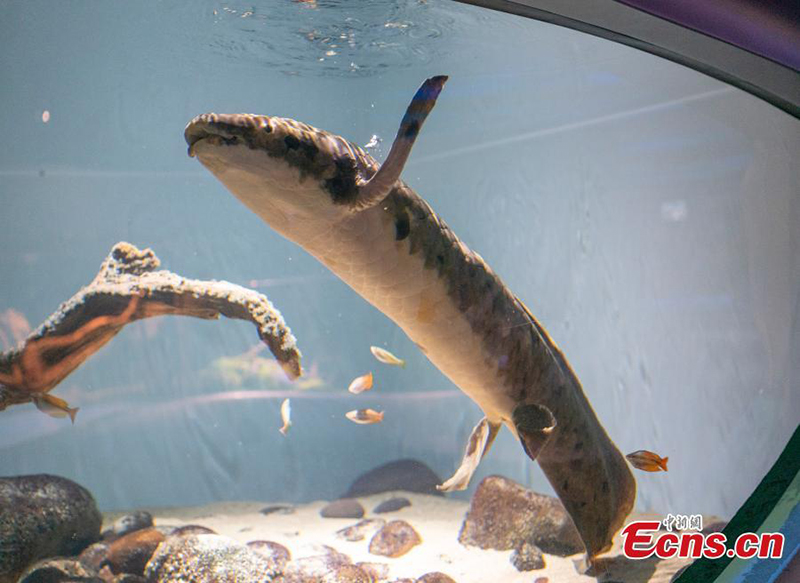 Conoce a Matusalén, el pez de acuario vivo más antiguo del mundo en EE.UU