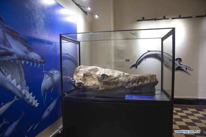 Imagen del 17 de marzo de 2022 de los restos fósiles del basilosaurio de Ocucaje durante su presentación para ser exhibidos en el Museo de Historia Natural de la Universidad Nacional Mayor de San Marcos (UNMSM), en Lima, Perú. Paleontólogos del Museo de Historia Natural de la UNMSM presentaron el jueves los restos fósiles del basilosaurio de Ocucaje, un cetáceo que habitó hace 36 millones de años los mares de Perú. (Xinhua/Mariana Bazo)  