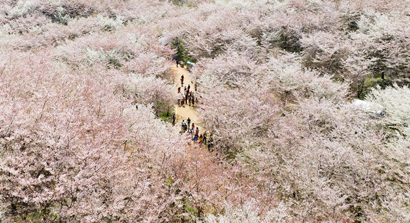 Turistas disfrutan de las flores en el jardín de los cerezos de Guian, provincia de Guizhou. [Foto: Deng Gang/ proporcionada a chinadaily.com.cn]