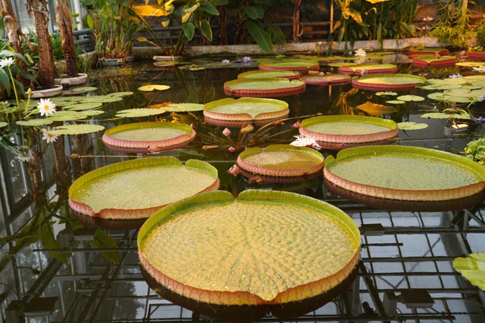 Nenúfar Victoria amazonica del Jardín Botánico Nacional, Beijing, 25 de abril del 2022. (Foto: Pueblo en Línea/ Zhou Yu)