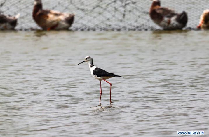 Imagen del 27 de abril de 2022 de una cigüeñuela común en la Reserva Natural Nacional de Dongzhaigang, en la provincia de Hainan, en el sur de China. La Reserva Natural Nacional de Dongzhaigang, la primera reserva natural de humedales que domina el bosque de manglares en China, comenzó a realizar monitoreo de la diversidad de aves para aprender sobre los cambios y reglas de la población de aves en este lugar. (Xinhua/Zhang Liyun)