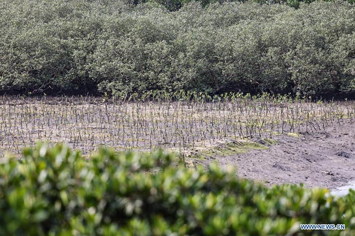  Imagen del 27 de abril de 2022 de brotes de manglar en la Reserva Natural Nacional de Dongzhaigang, en la provincia de Hainan, en el sur de China. La Reserva Natural Nacional de Dongzhaigang, la primera reserva natural de humedales que domina el bosque de manglares en China, comenzó a realizar monitoreo de la diversidad de aves para aprender sobre los cambios y reglas de la población de aves en este lugar. (Xinhua/Zhang Liyun)