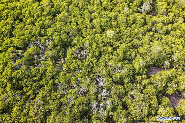 Vista aérea del 27 de abril de 2022 de la Reserva Natural Nacional de Dongzhaigang, en la provincia de Hainan, en el sur de China. La Reserva Natural Nacional de Dongzhaigang, la primera reserva natural de humedales que domina el bosque de manglares en China, comenzó a realizar monitoreo de la diversidad de aves para aprender sobre los cambios y reglas de la población de aves en este lugar. (Xinhua/Zhang Liyun)