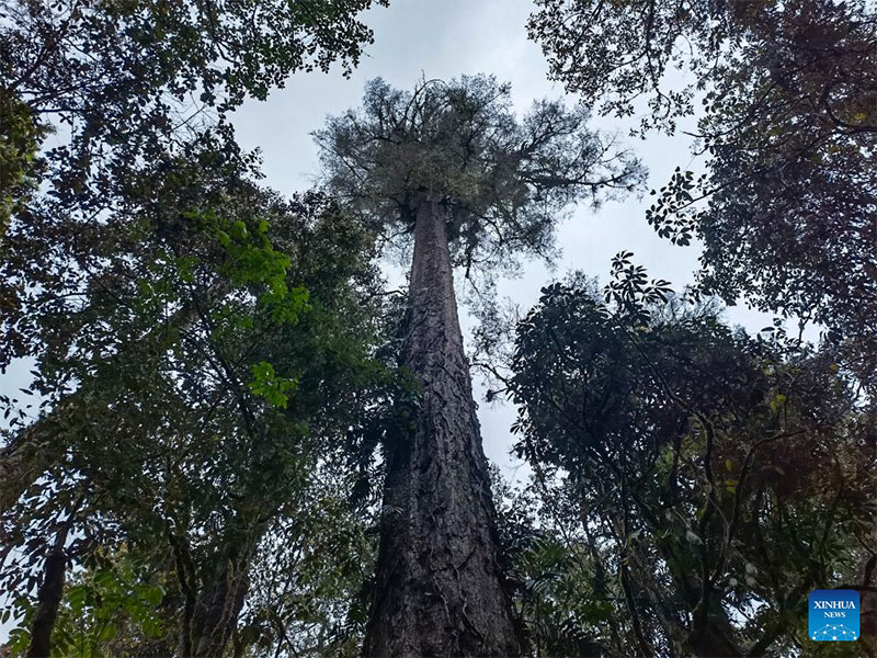 Hallan en Tíbet árbol más alto de la parte continental de China