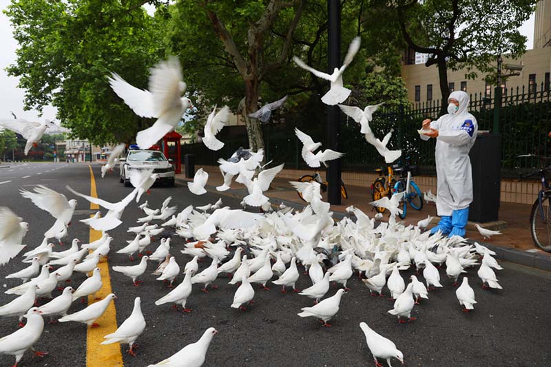 Un oficial de policía alimenta palomas cerca de la Plaza del Pueblo del distrito Huangpu de Shanghai el 11 de mayo de 2022. [Foto: Zhu Xingxin/ China Daily]