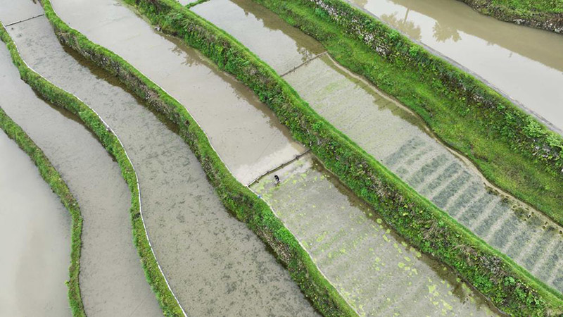 Los arrozales están listos para el cultivo en la aldea Bayi Miao del condado Jinping, la prefectura autónoma de las etnias Miao y Dong de Qiandongnan, provincia de Guizhou. [Foto: Yang Xiaohai/ China Daily]