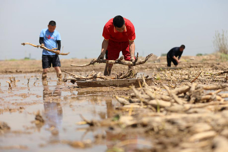Los residentes de Zepan, Xingtai, provincia de Hebei, están ocupados plantando raíces de loto. [Foto: proporcionada a China Daily]