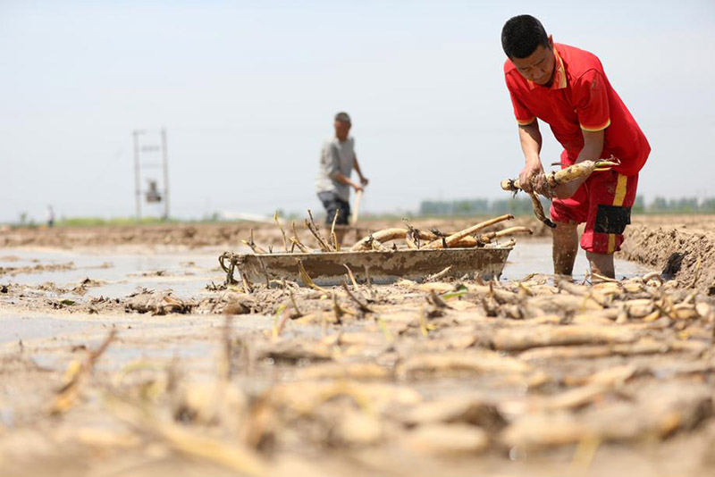 Los residentes de Zepan, Xingtai, provincia de Hebei, están ocupados plantando raíces de loto. [Foto: proporcionada a China Daily]