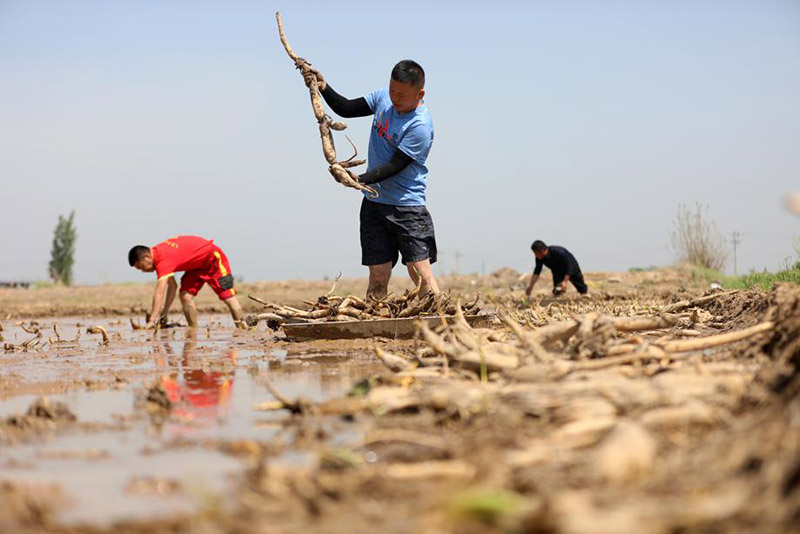 Los residentes de Zepan, Xingtai, provincia de Hebei, están ocupados plantando raíces de loto. [Foto: proporcionada a China Daily]