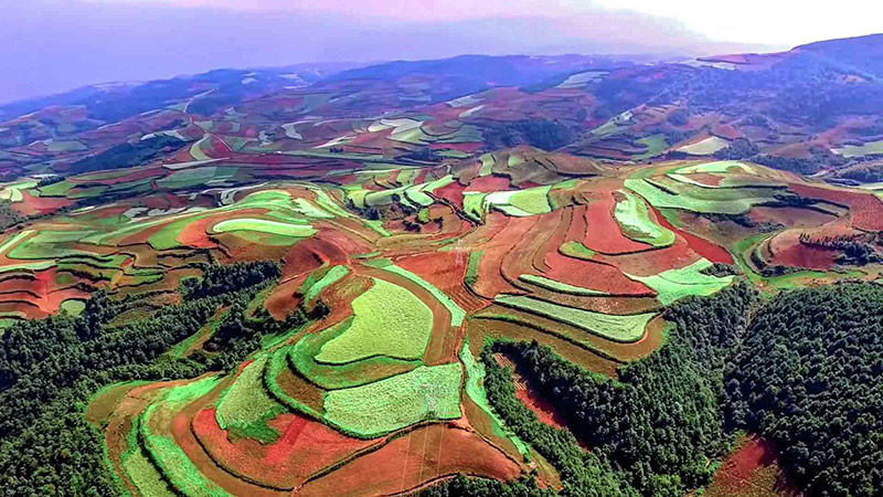 Los campos de cebada de las tierras altas y el suelo de color rojizo se entrelazan en la Tierra Roja de Dongchuan en el municipio Hongtudi de Kunming, capital de la provincia de Yunnan, en el suroeste de China. (Foto/Zhang Mu)