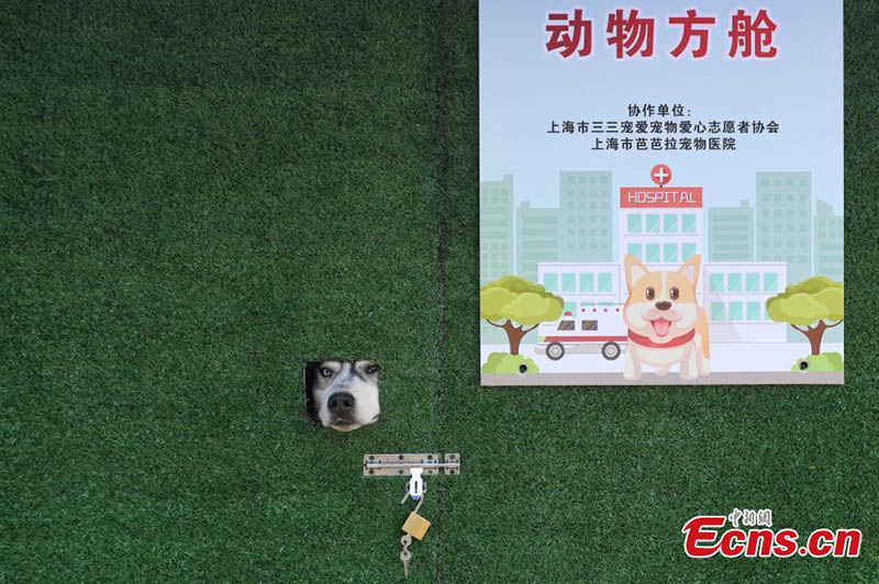Un perro husky espera a que su dueño lo lleve a casa desde un refugio improvisado para animales en Shanghai, 17 de mayo del 2022. (Foto: Servicio de Noticias de China/ Zhang Hengwei)