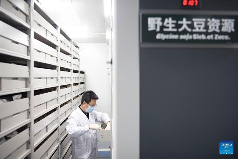 Un miembro del personal revisa las semillas de soja silvestre en un banco de semillas para cultivos de la región fría en la provincia nororiental china de Heilongjiang, 19 de mayo del 2022. (Foto: Xinhua/ Zhang Tao)