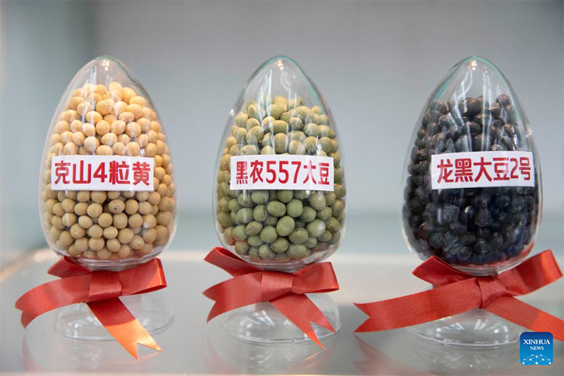 Las semillas de soja se muestran en un banco de semillas para cultivos de la región fría en la provincia de Heilongjiang, 19 de mayo del 2022. (Foto: Xinhua/ Zhang Tao)