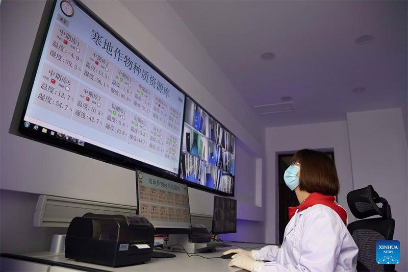 Un miembro del personal monitorea las estadísticas en tiempo real de un banco de semillas para cultivos de la región fría en la provincia de Heilongjiang, 19 de mayo del 2022. (Foto: Xinhua/ Zhang Tao)