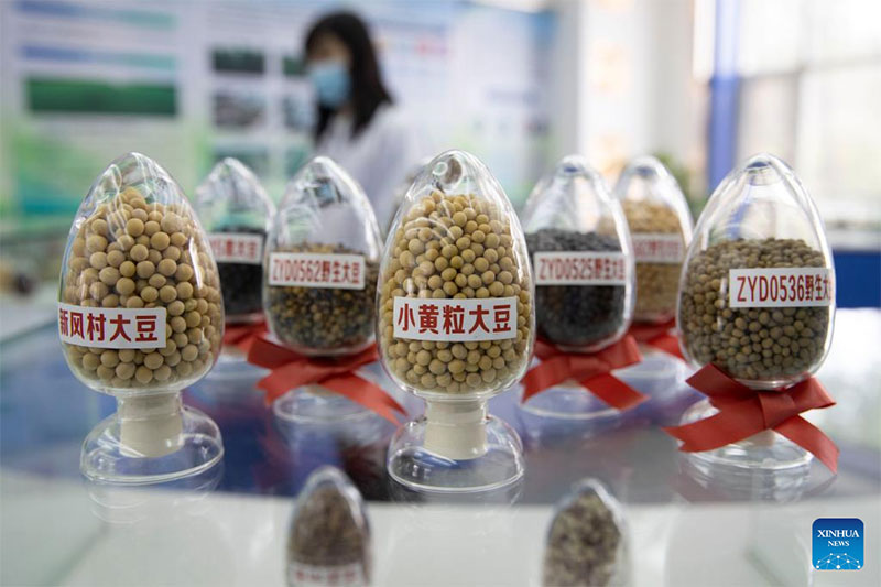 Las semillas de soja se muestran en un banco de semillas para cultivos de la región fría en la provincia de Heilongjiang, 19 de mayo del 2022. (Foto: Xinhua/ Zhang Tao)