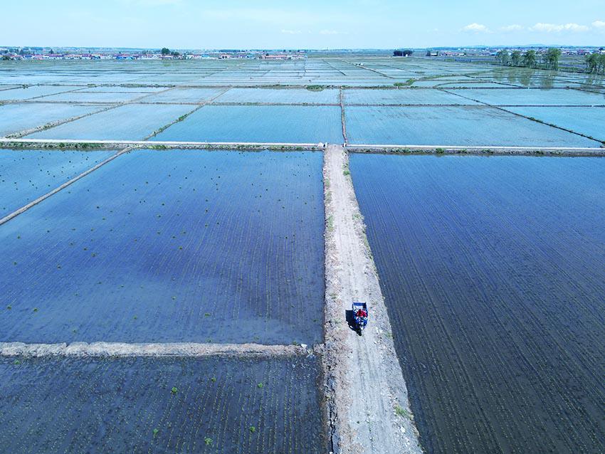 La siembra de arroz avanza en Jilin
