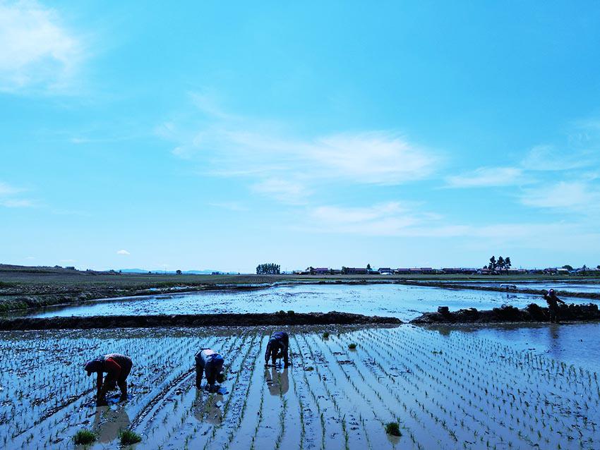 Arrozales plantados en Shulan, provincia de Jilin. [Foto: proporcionada a China Daily]