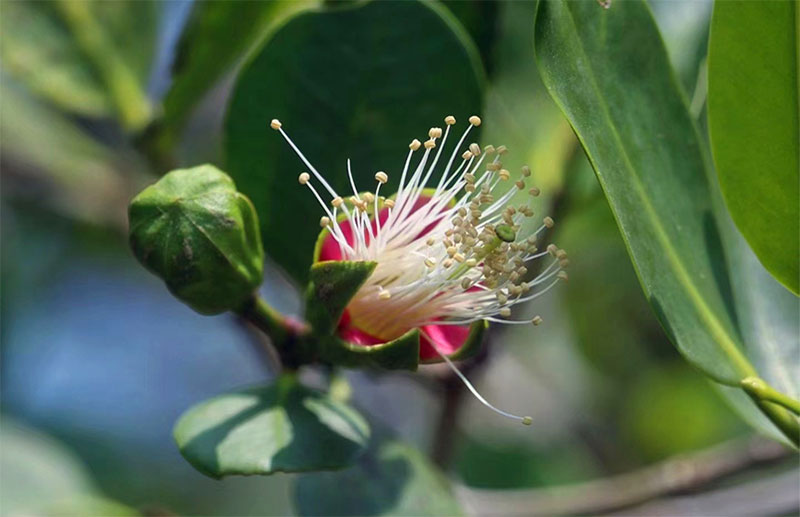 Sonneratia caseolaris, planta endémica de China y considerada una especie en peligro crítico de extinción. (Foto: Feng Erhui)