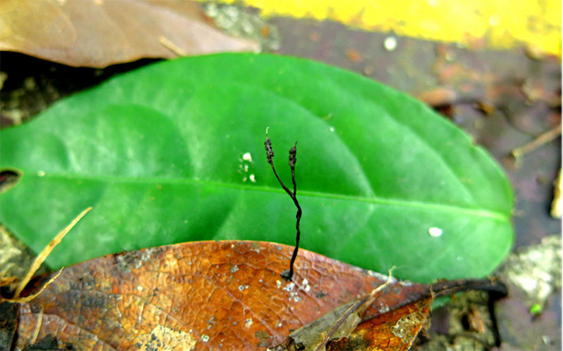 Xylaria polysporicola, nueva especie de macrohongos de Hainan.  (Foto: Proporcionado por la Academia China de Ciencias Agrícolas Tropicales)