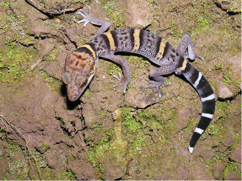 Gecko Leopardo Bawangling, especie de animal endémico de Hainan. Hay pocos ejemplares porque su habitat requiere ambiente de selva tropical con buena ventilación y la humedad adecuada. (Foto: Lu Gang)
