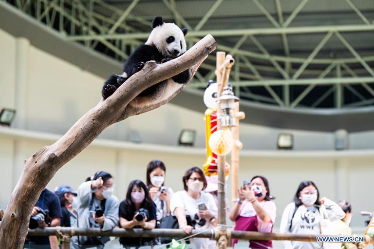 El cachorro de panda gigante Sheng Yi juega mientras festeja su primer cumpleaños en el Centro de Conservación del Panda Gigante del Zoológico de Negara, cerca de Kuala Lumpur, Malasia, el 31 de mayo de 2022. El 48 aniversario del establecimiento de relaciones diplomáticas entre China y Malasia celebrado el martes, se hizo más significativo con el primer cumpleaños de la tercera cría de panda gigante nacida en Malasia. (Xinhua/Zhu Wei)
