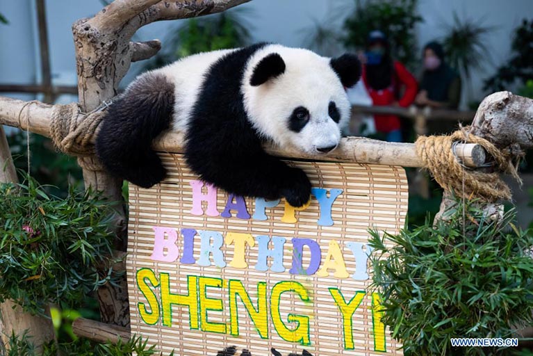 Malasia: Cachorro de panda gigante Sheng Yi festeja su primer cumpleaños