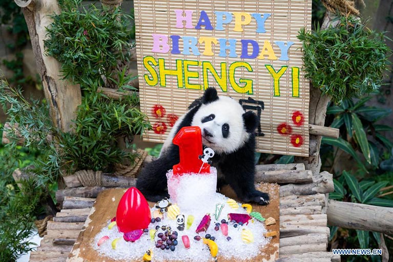 El cachorro de panda gigante Sheng Yi festeja su primer cumpleaños en el Centro de Conservación del Panda Gigante del Zoológico de Negara, cerca de Kuala Lumpur, Malasia, el 31 de mayo de 2022. El 48 aniversario del establecimiento de relaciones diplomáticas entre China y Malasia celebrado el martes, se hizo más significativo con el primer cumpleaños de la tercera cría de panda gigante nacida en Malasia. (Xinhua/Zhu Wei)