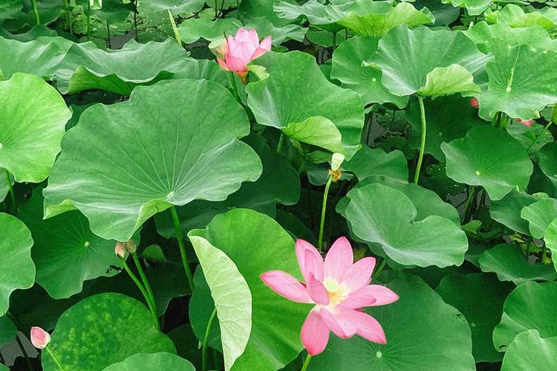 Apreciando las veraniegas flores de loto en Taicang
