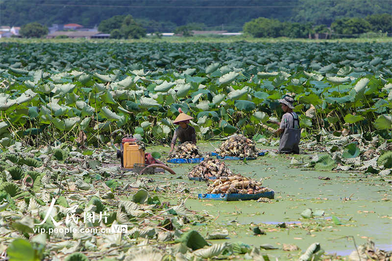 Cosechan raíces de loto en Guangdong