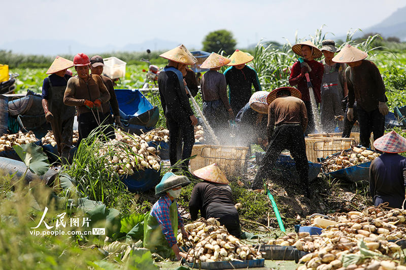 Cosechan raíces de loto en Guangdong 6
