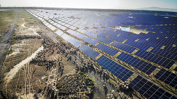 En el Parque de la Industria Fotovoltaica Talatan de Gonghe, prefectura autónoma tibetana de Hainan, provincia de Qinghai, los pastores conducen a sus ovejas de regreso al redil en busca de agua. [Foto: Kuang Linhua/China Daily]